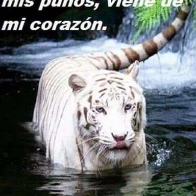 ElPanteras5304's profile picture. Solo a través de la denuncia popular podremos construir un mejor Campeche para todos.