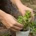 Tropical Forest Landscapes-Yale Online Certificate (@yaletropiccert) Twitter profile photo Tropical Forest Landscapes-Yale Online Certificate (@yaletropiccert) Twitter profile photo