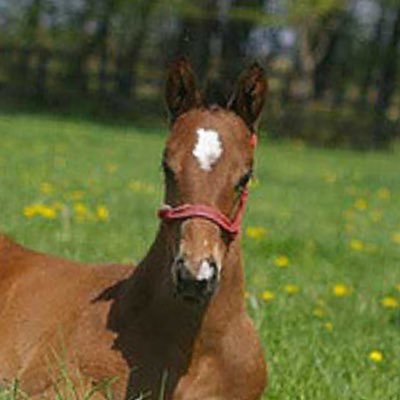 sundayhorse's profile picture. 馬券予想の専用アカウント。大金は使わず、一生入金せずちまちま軍資金を保ち続ける事が目標です。まれに全く関係ないつぶやきは見なかった事にしてやってください