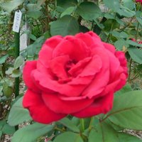 島津スミタカ (@baranohana_10) 's Twitter Profile Photo