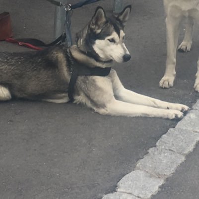 FrostLukas's profile picture. want to be famous love me