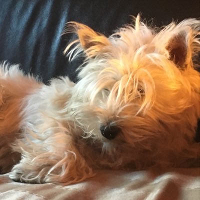 DavetheDog18's profile picture. My name is Dave. I’m a dog and I love my humans, biscuits and sleeping. Westies rule. #ZSHQ.