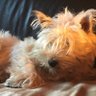 DavetheDog18's profile picture. My name is Dave. I’m a dog and I love my humans, biscuits and sleeping. Westies rule. #ZSHQ.