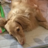 KatsuTV (@tvkatsu) 's Twitter Profile