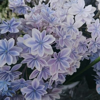 TgnW6XVXH2LLLhE's profile picture. 好きなものだけを接種して生きていきたい情報収集用の趣味垢。生き物大好き。NL大好き。MCUもDCも愛してる。もちろんBLだって素晴らしい！ギリギリ昭和生まれ。鍵付きのため無言フォローすみません。