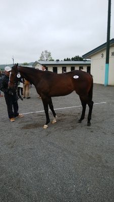 ユニオンオーナーズクラブで一口馬主やってます。他に、サッカー(ガンバ大阪)、競艇(横澤、福来)、ウイスキー(#TWLC)が好きです