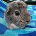 Squirrel-Pig 🌈🐾 (@squirrelpiggo) Twitter profile photo Squirrel-Pig 🌈🐾 (@squirrelpiggo) Twitter profile photo