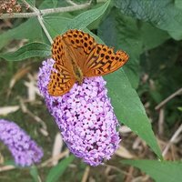 MellowBee (@mellow2bee) 's Twitter Profile