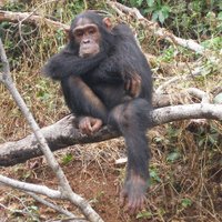 WUSTL Bioanthro (@wustlbioanthro) 's Twitter Profile Photo WUSTL Bioanthro (@wustlbioanthro) 's Twitter Profile Photo