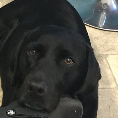 Owner of a wonderful black Labrador called Myrtle, amongst other things. Originally from Liverpool, now returned back to home to Inverness.....