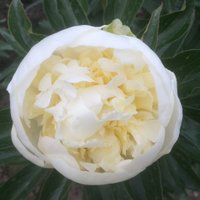 farmtobride.com (@farmtobridecom) 's Twitter Profile Photo
