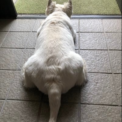 ypIHeTRyacm34Ot's profile picture. スポーツ、音楽、動植物、地理・地図、かわいいもの好きです。