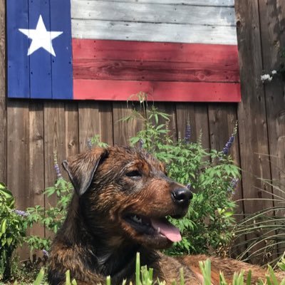 SnToes's profile picture. Above average at best