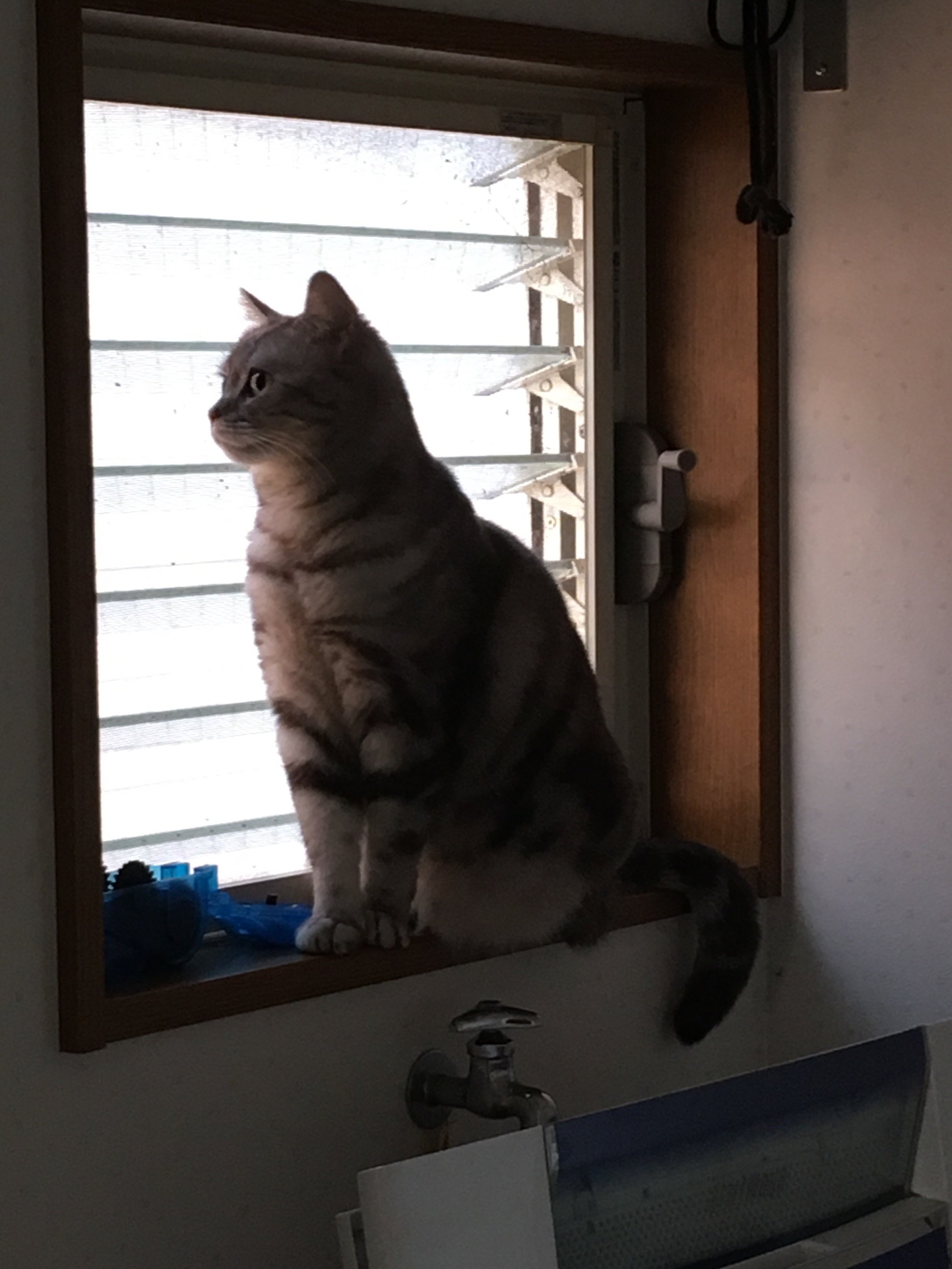 keiyandayo's profile picture. 神奈川県某所在住 セレナオーテック、マジェスティ250【SG20J】乗り。

2019.9月より、フルコンタクト空手（まだ3級）やってます。
2021.10月〜禁煙チャレンジ中。
好きなもの：ネコと車とバイクと空手。