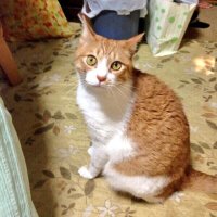 (眠れる森の)てんちょー (@takehiro_ftbl) 's Twitter Profile