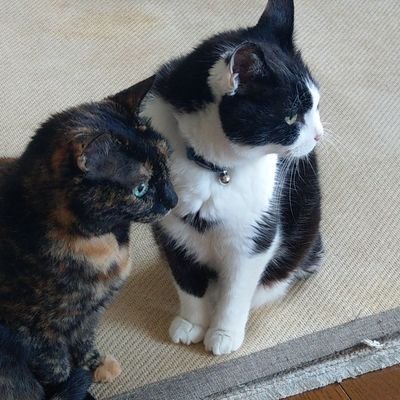 ぐり子(１4歳女の子)とありお(３歳男の子)の猫二ひきとオットの人と暮らしています。タカラヅカ、歌舞伎、文楽、落語が好き。