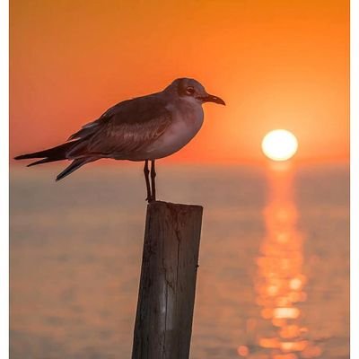 A fineart #photographer based in #Florida shooting #wildlife #landscapes, images copyrighted! Retweets likes comments appreciated! Prints are available to buy!