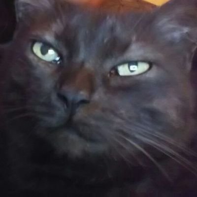 SurviveWithMack's profile picture.