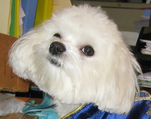 Techie, Entrepreneur, DBA, Social Drinker, Dog lover