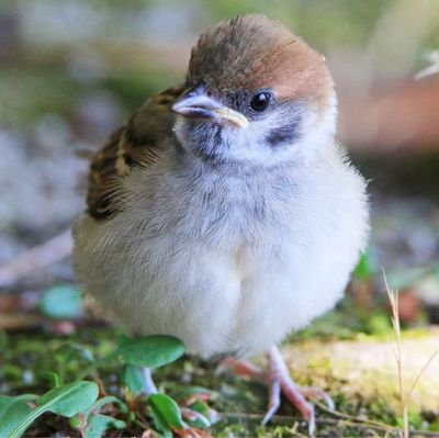 sae__0209's profile picture. 国文2年