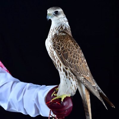 Hamabk121's profile picture. الوسيلة الوحيدة إلى النجاح هي الاستمرار بقوة حتى النهاية🎶