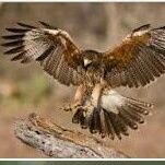 Rodney S Ax (@dragonfly0764) Twitter profile photo