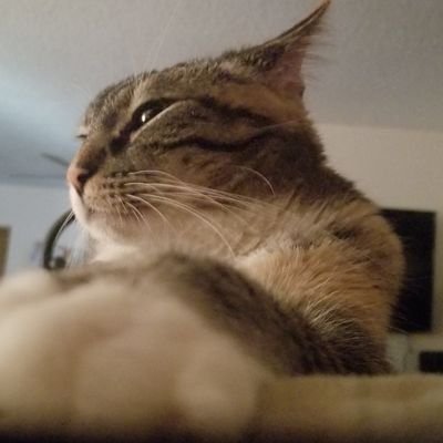 Husband, Father, InfoSec guy, shadetree mechanic on the weekends and cat sheperd.