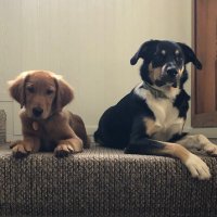 Sean Vogt (@seanfvogt) 's Twitter Profile