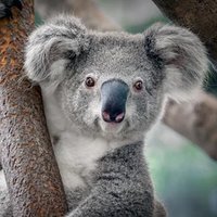 Cowlishaw Elementary School(@CowlishawKoalas) 's Twitter Profile Photo