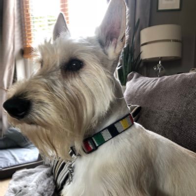 I'm Dougal the Wheaten Scottish terrier. I'm a cute bouncy tail wagging bundle of joy that loves his playtime and cuddles. Oh and demonic