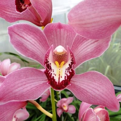 Únicos productores en Chile de varas de Orquídeas Cymbidium, también tenemos mini Orquídeas decorativas Phalaenopsis. El color para alegrar tu invierno está acá