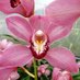 Orquídeas BioBío (@orquideasbiobio) Twitter profile photo Orquídeas BioBío (@orquideasbiobio) Twitter profile photo