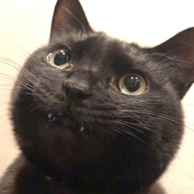 sashimi_cat Profile Picture