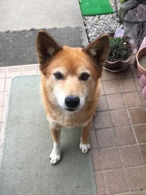 xivRhjs1szniT9Y's profile picture. 迷子犬探しています。詳細は固定ツイートに載せています。拡散及び御協力お願い致します。