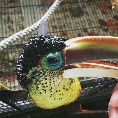 I'm Poe Dameron, the curl created aracari! I love causing mayhem and getting kisses!  Buy me some blueberries on Ko-fi!