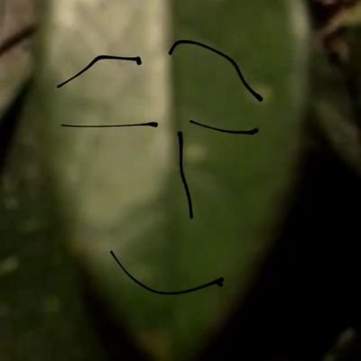 truelie12's profile picture. 