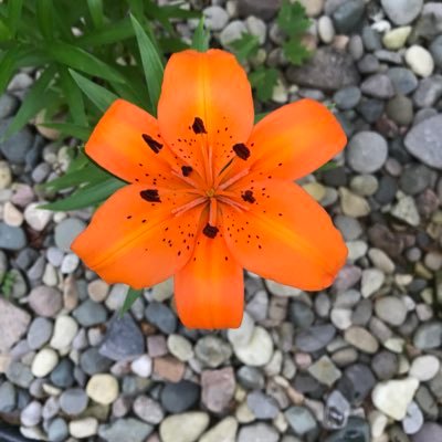 Mal4455's profile picture. 