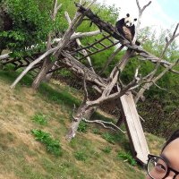 ༼ つ ◕ ◕ ༽SKT Panda 🇯🇵 (@tspandasan) 's Twitter Profile