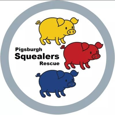 Pig rescue in Pittsburgh PA. We rehab and foster pigs in need as well as educate people about the proper care of mini pigs.