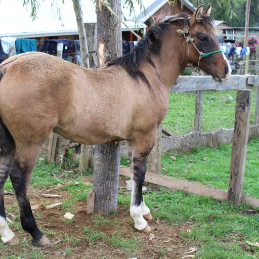 ammulen's profile picture. En reconstrucción. Dios Si existe