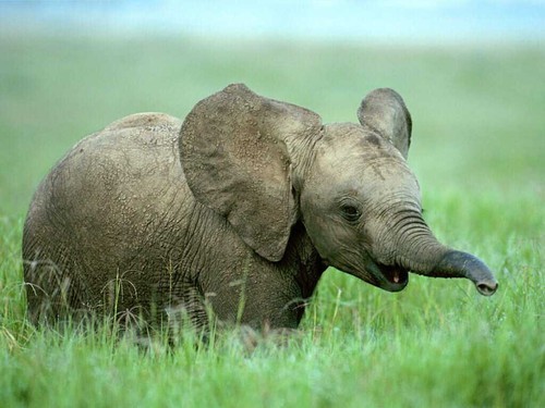 i just like baby elephants