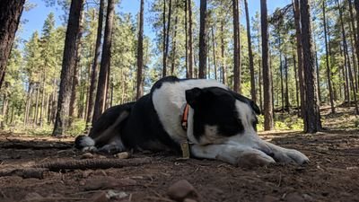 StraightupAndy's profile picture. living in Phx since 1997 and still don't feel like a local half the time