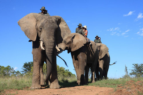 Addo_Elephant's profile picture. 