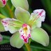 Show me your Orchids (@showmyorchids) Twitter profile photo Show me your Orchids (@showmyorchids) Twitter profile photo