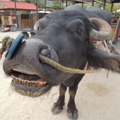 wfr7uCFIsmaegd1's profile picture. 仮想通貨 fx