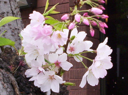 camarolady21's profile picture. Fun-Loving,Mom.aka craft-lady & photographer inquire within