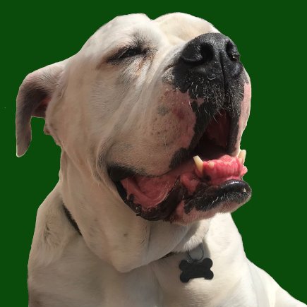 Raw pet food, natural treats & supplements based in Broadstairs. Everything is quality assured by Chops the boss, our beloved deaf Mastiff/American bully rescue