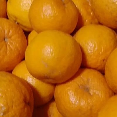 就農に興味あります！
🍊柑橘農家になる🍊
現在就職活動中…
今は畑借りてお勉強中
#農業 #就農