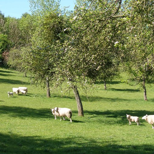 Groundbreaking new book on Welsh apples; history, culture, horticulture.

Hanes a threftadaeth unigryw afalau Cymru, dan glawr am y tro cyntaf.