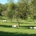 Apples of Wales / Afalau Cymru (@applescymru) Twitter profile photo Apples of Wales / Afalau Cymru (@applescymru) Twitter profile photo